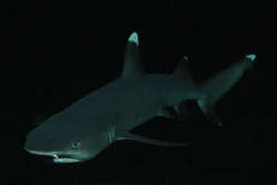 White Tip Reef Shark, Night Dive, Black Rock, Maui HI by David Espinoza 